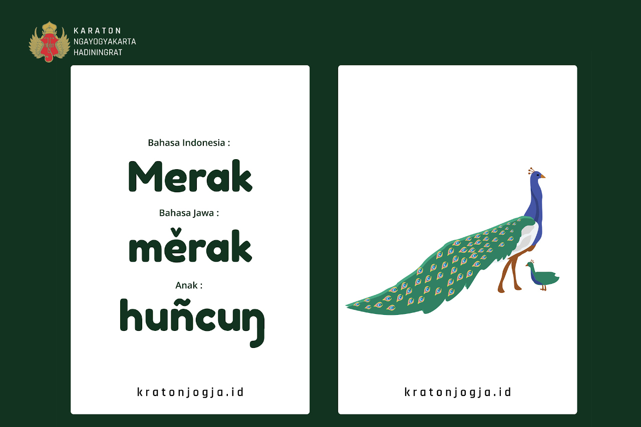 Merak Tamanan 1