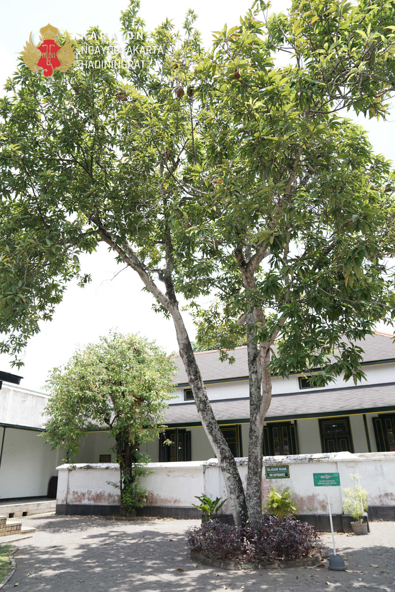 Cempaka 1