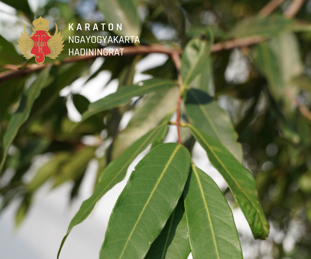 Jambu Klampok Arum 2