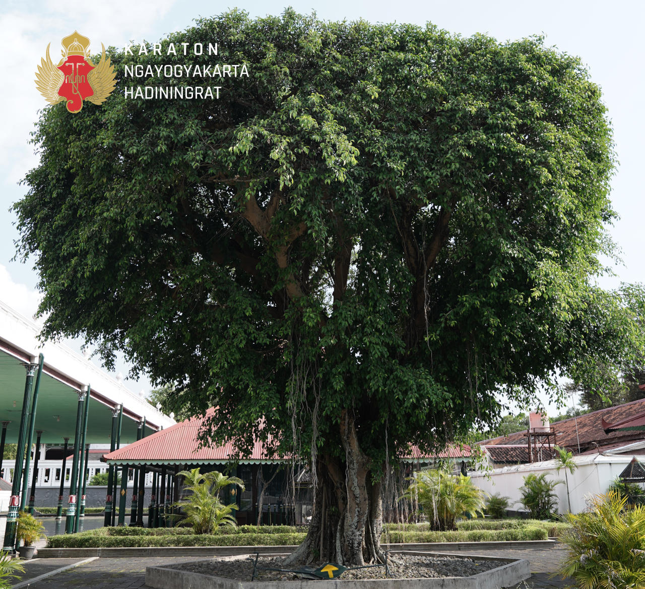 Beringin Pagelaran 1