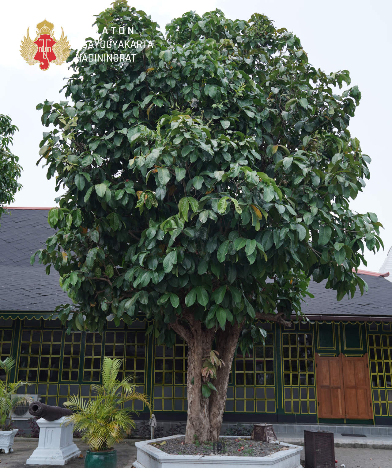 Jambu Dersana 1