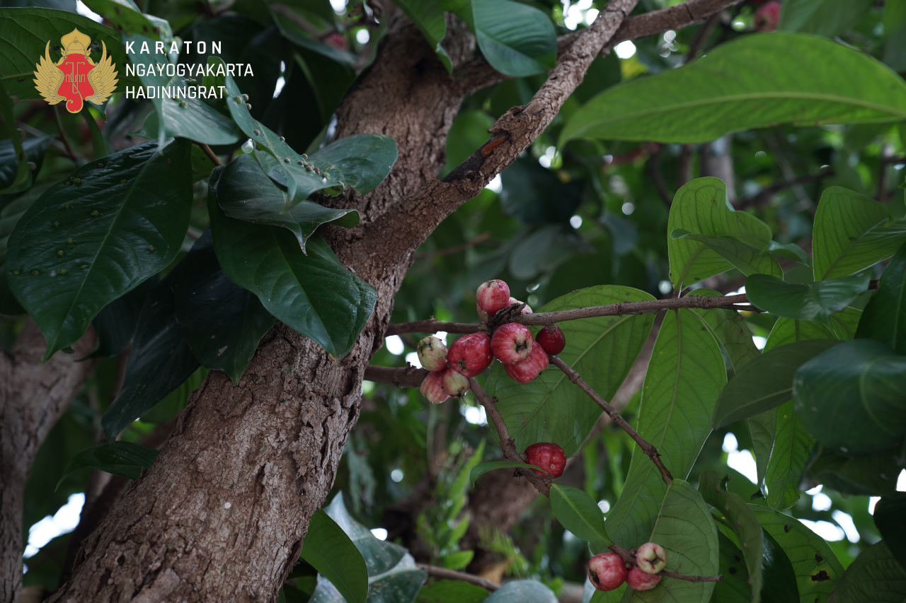 Jambu Dersana 2